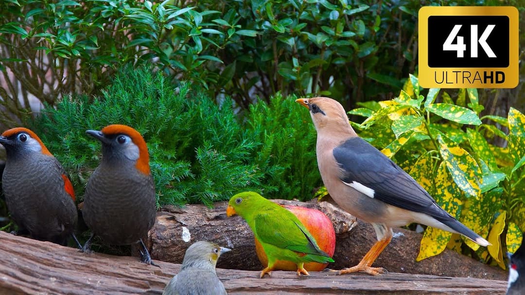 Sensory Cat TV for Cats 😻 Hypnotic Birds & Squirrels in a Lush Garden 🕊️🐿️ Perfect for Relaxation