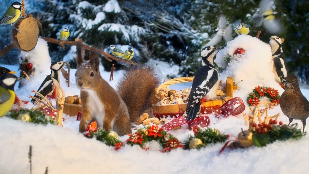 Cat TV for Cats to Watch😽 Christmas with Forest Friends🎄 10 hours Cat & Dog TV 😽🐶  4K HDR