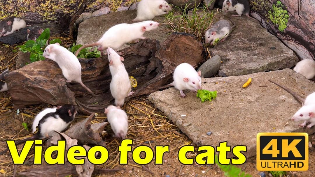 Cat TV: Laugh Along with Cats Chasing Mice – 3-Hour 4K Video Adventure! | Catflix