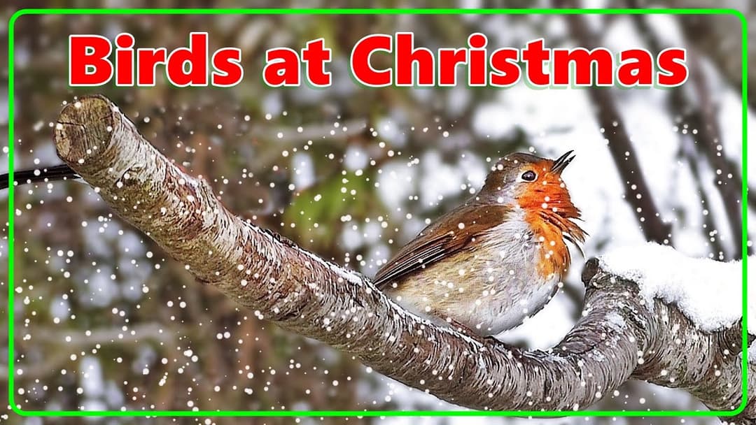 Videos for Cats at Christmas ❄️ Birds in The Snow at Christmas ❄️ Christmas Music for Cats