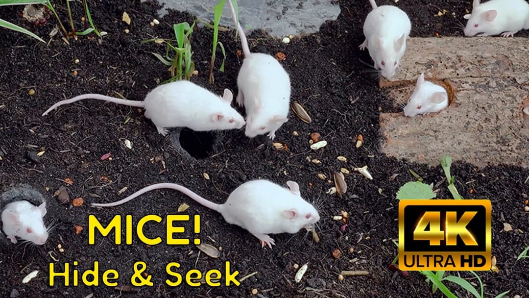 3-Hour Hide & Seek Mice Frenzy! – Ultimate Cat TV for Cats in 4K
