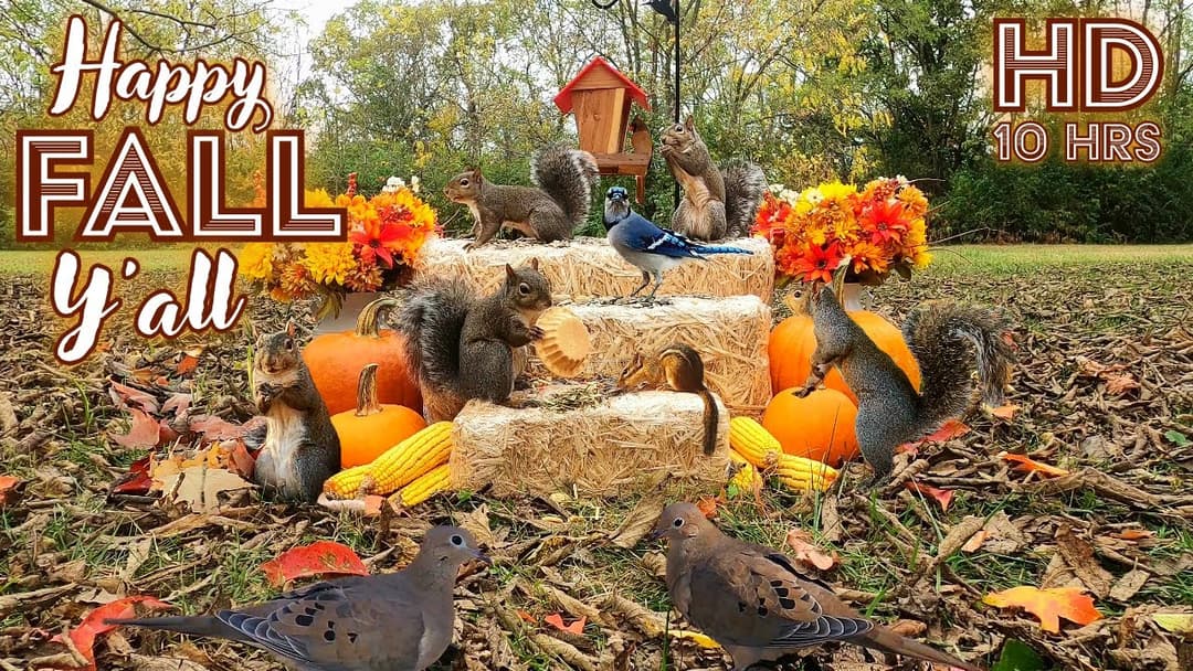 [10 Hours- No Ad Interruptions] TV for Dogs & Cats 🐈🐕📺| Squirrels, Birds & Chipmunks | Fall/Autumn