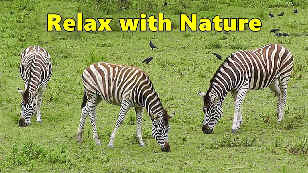 TV for Dogs : Dog Relaxation TV & Videos - Zebra Fun ~ Relax with Nature