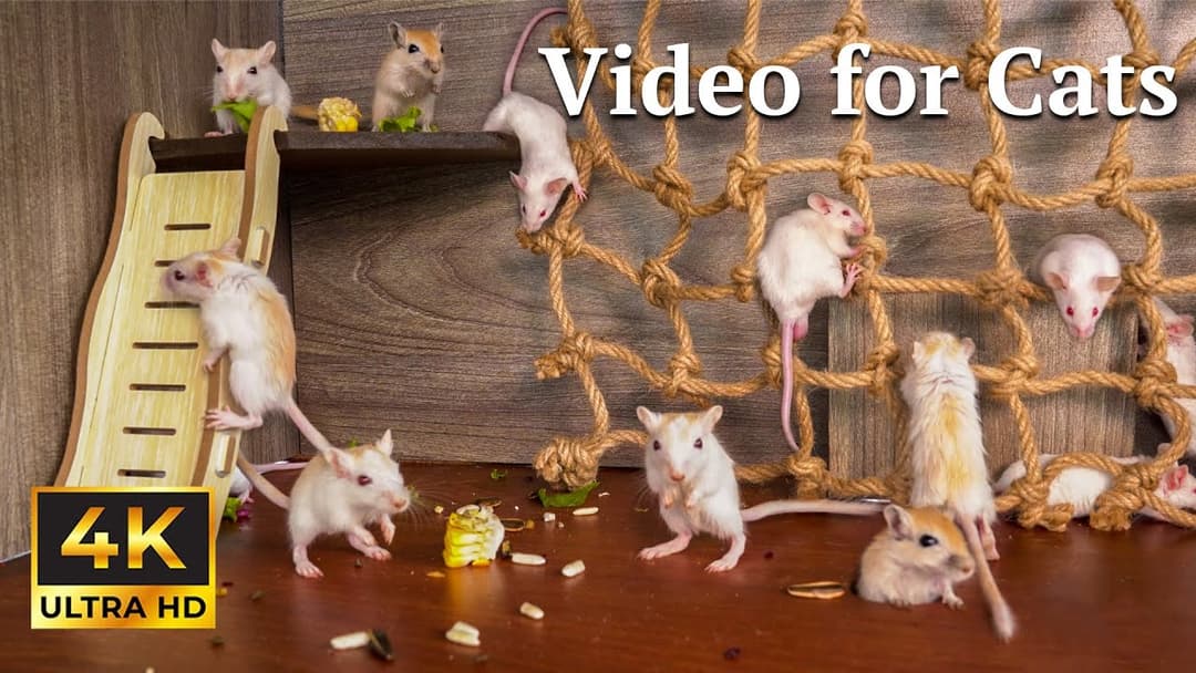 Cat TV: Tiny Mice Hide & Seek for Cats – 3 Hours of Hunting Fun! | Catflix