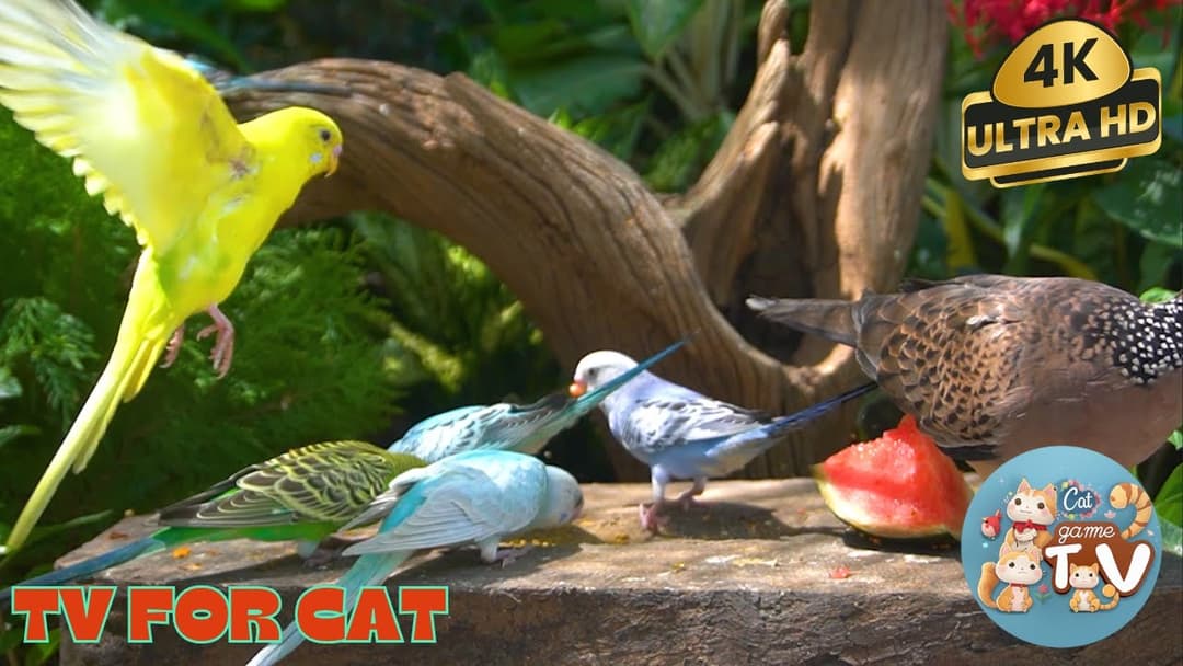 😺Saturday Morning Cartoons for Cat - 8 Hour Backyard Birds & Squirrels  ! Cat TV for Cat | 4K HDR