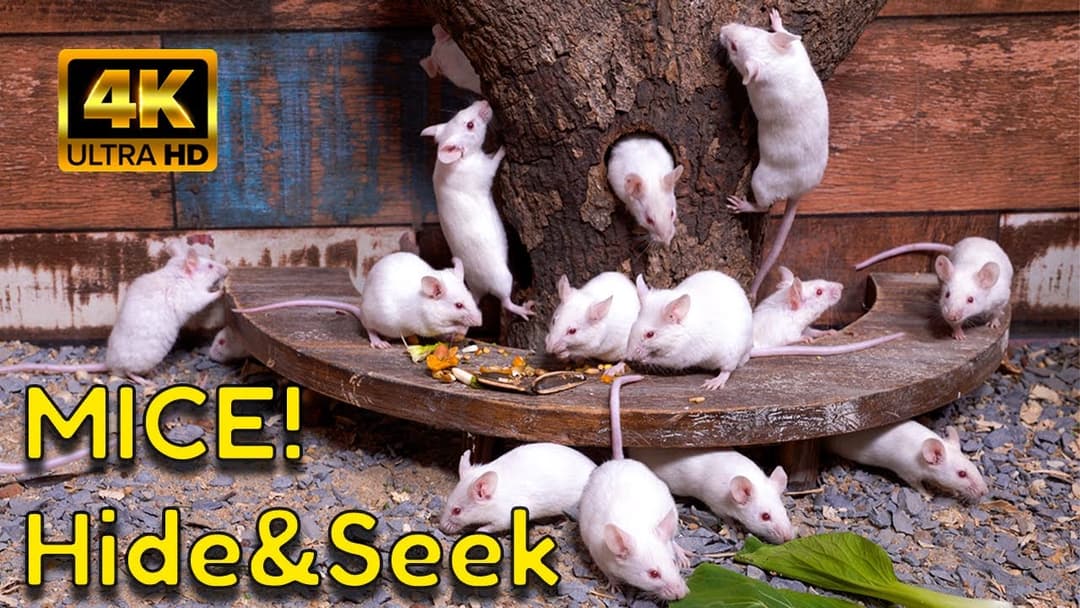 Cat TV: An Adorable Tiny Mice Hide & Seek Game | Watch Cute Mouse in a Treehouse 4K