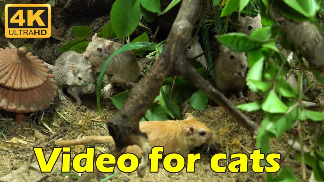Endless Hide & Seek Fun on Cat TV - Mice Edition | 3 Hours of Entertainment for Cats | Catflix