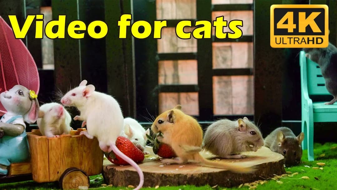 Endless Cat TV! Tiny Mice Hide & Seek Adventures in 4K UHD – 3 Hours of Pure Joy for Cats | Catflix