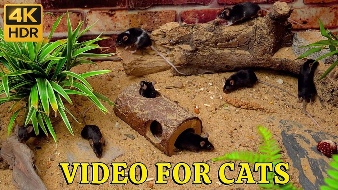 Cat TV Moue🐭 Hide & Seek Sandscape – Tiny Mice Bridge & Pyramid Adventure in 4K