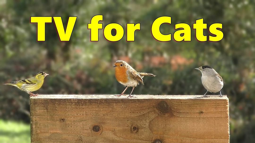Cat TV Videos ~ Birds for Cats to Watch Enchantment ⭐ 8 HOURS ⭐