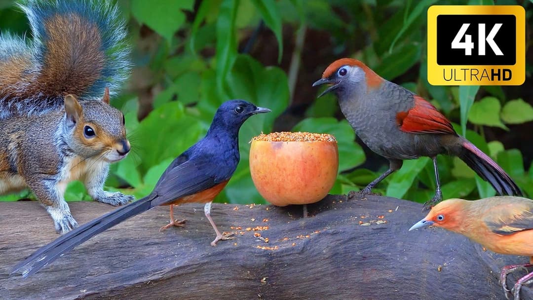 Cat TV for Cats to Watch 😺 Awesome Birds & Squirrels for Cats 🐿️ Videos for Cats to Watch 🐦NO ADS 4K