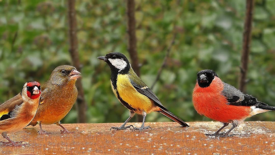 Videos for Cats to Watch : Garden Birds in The Gentle Rain