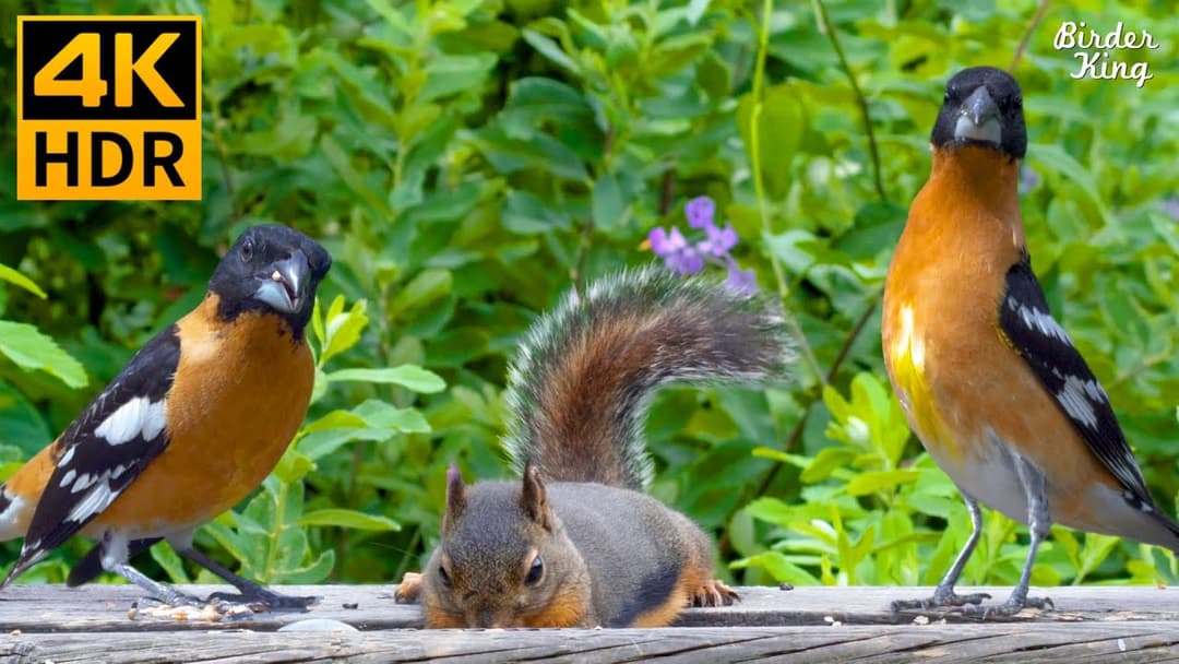 Cat TV for Cats to Watch 😺 Enchanting Birds and Squirrels in Summer 🐦🐿 8 Hours(4K HDR)