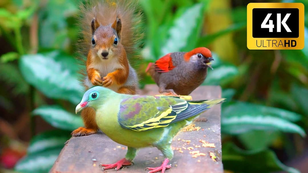 Cat TV for Cats to Watch 😺 Birds Chipmunks Squirrels After the Rain 🐿 4 Hours [NO ADS] 4K HDR 60FPS