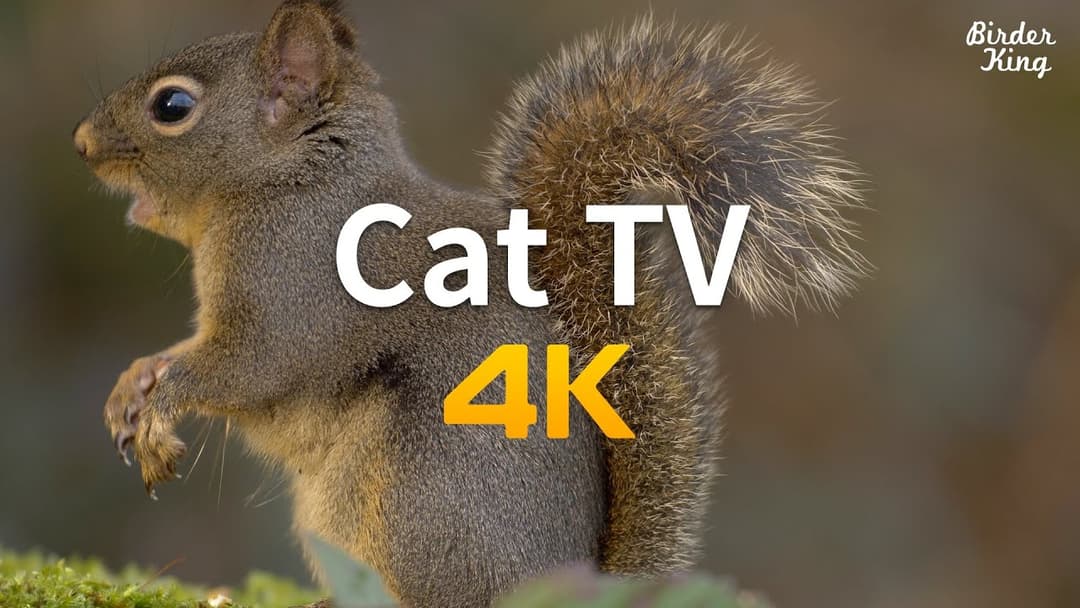 Cat TV 4K - Slow Motion Birds and Squirrels in the Forest