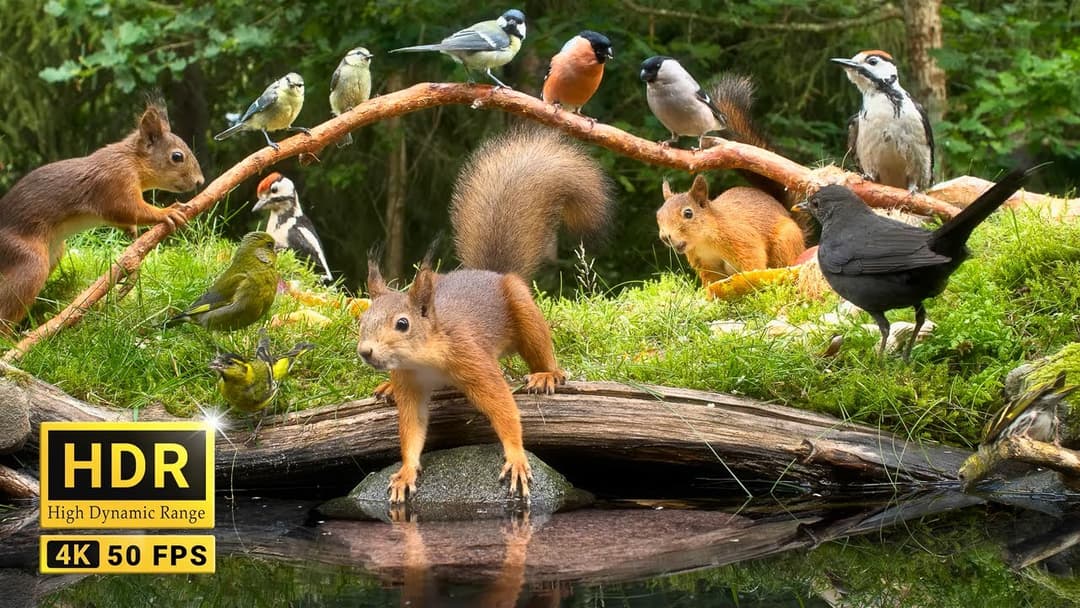 Squirrel and Bird Watching: 10 hours Nature Fun for Cats & Dogs & Humans Alike  (4K HDR)