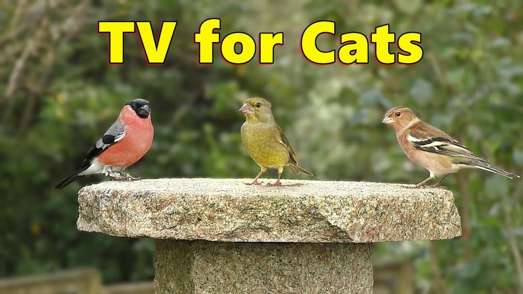 Cat TV ~ The Purr-fect Catflix & Chill Videos for Cats to Watch