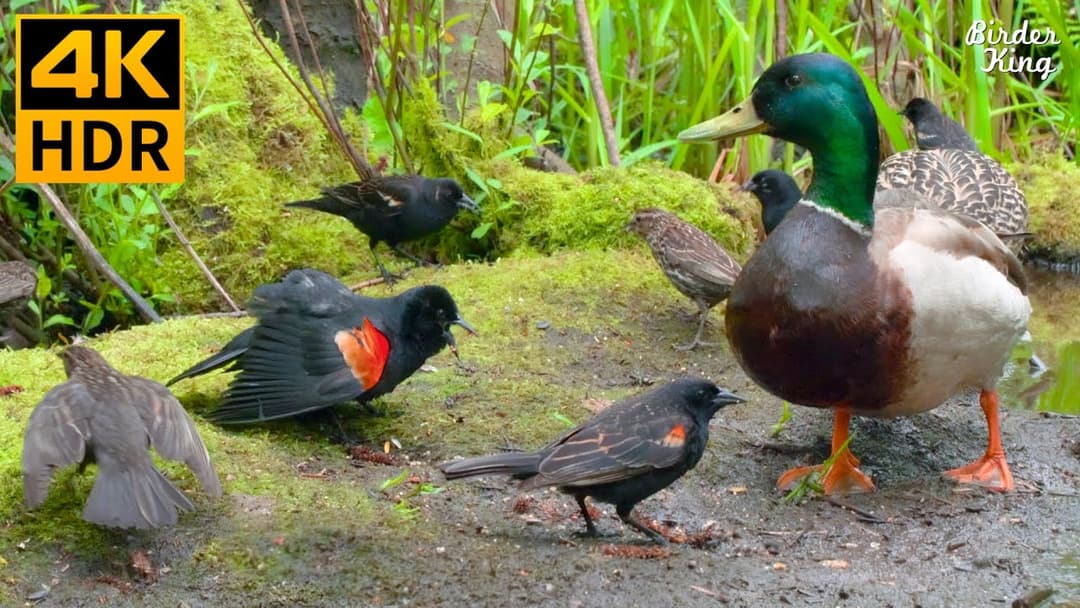 Cat TV for Cats to Watch 😺 Funny Birds Squirrels Ducks 🐿 8 Hours 4K HDR