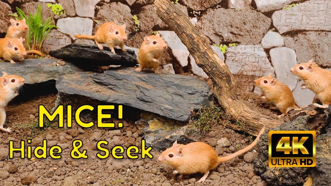 Cat TV: Rocky Desert Mice Hide & Seek — 4K Video for Cats | 3-Hours