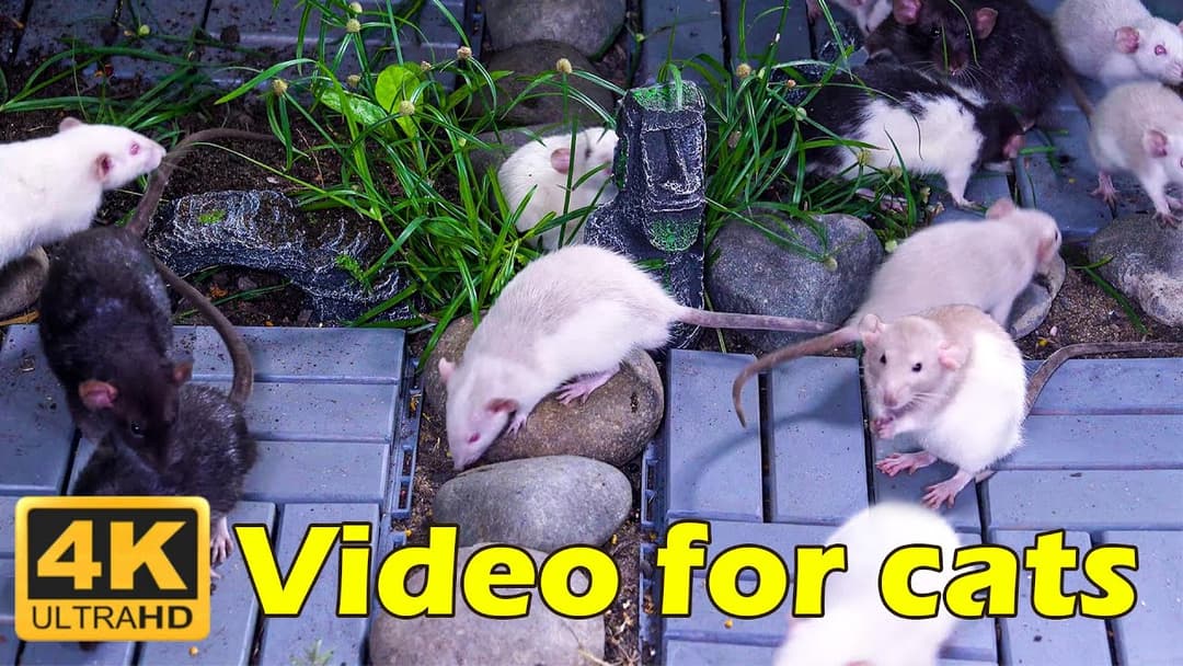 Cat TV: Non-Stop Mouse Fun – Hours of Cat Entertainment in Stunning 4K UHD | Catflix