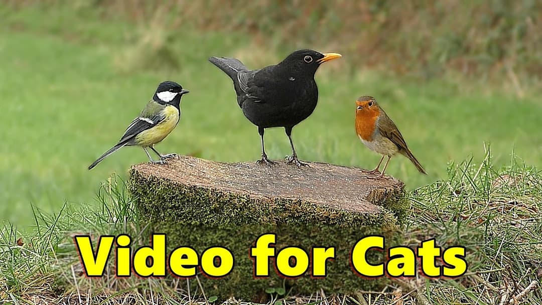 Videos for Cats to Watch - Birds at The Edge of The Forest