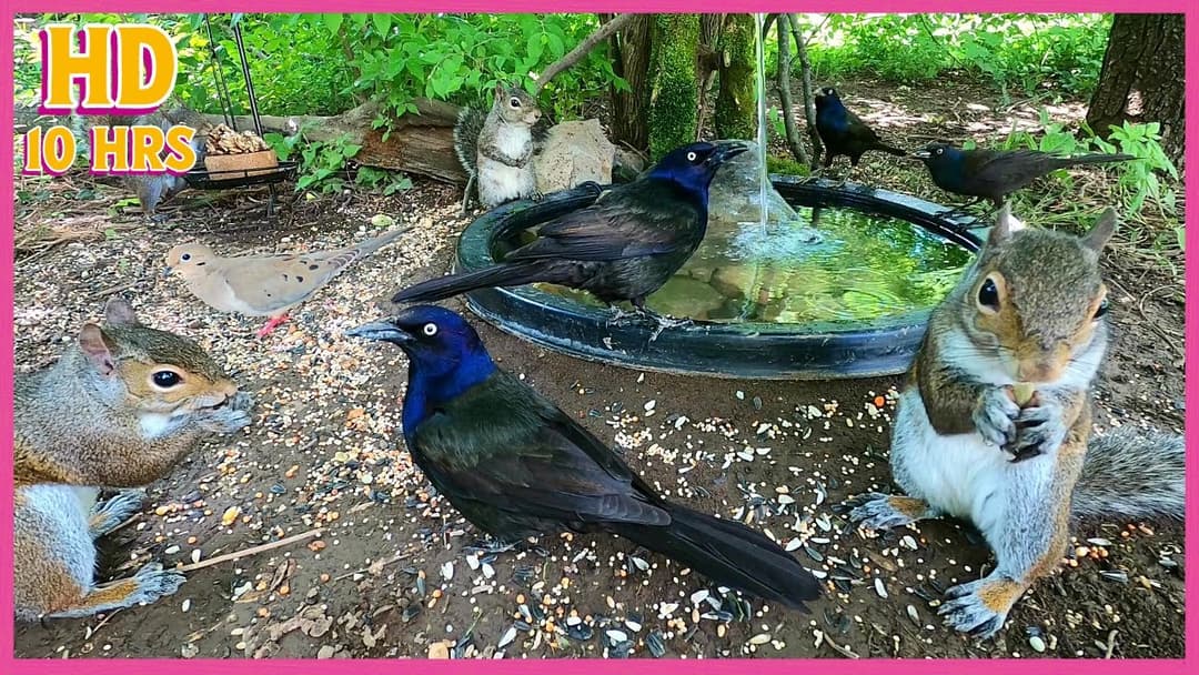 🕊️🐿️Birds & Squirrels [NO MID-ROLL ADS] 10 Hour - Cat & Dog TV | Entertain Your Pets 🐶😺❤️