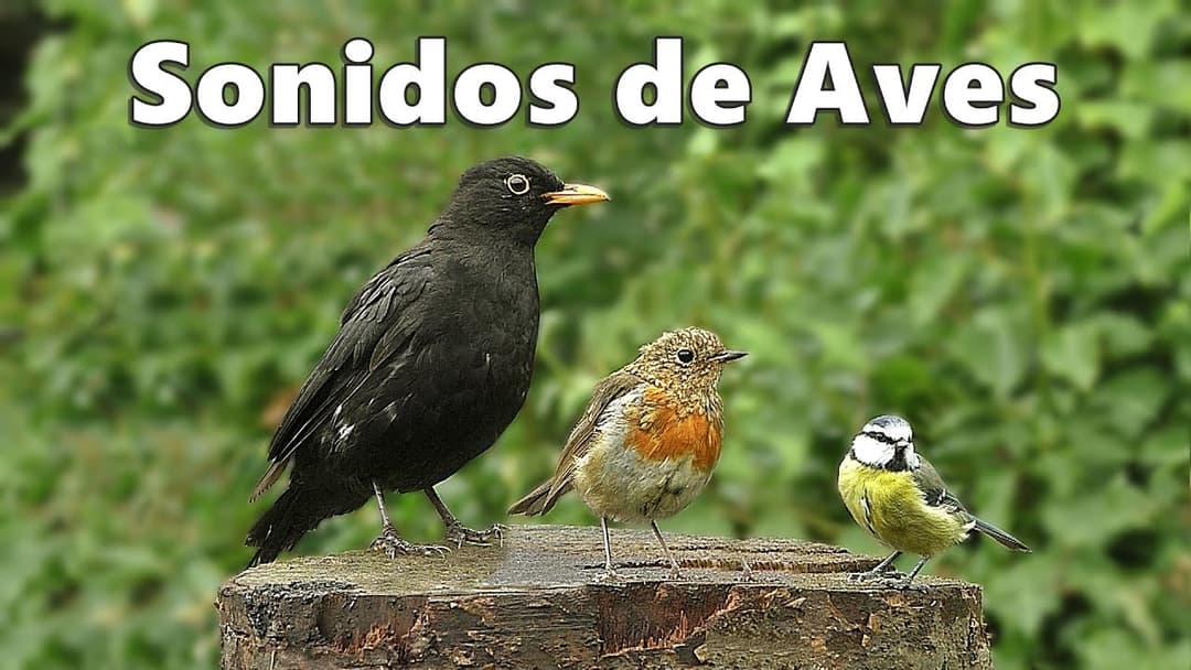 Sonidos de Aves : Aves del Jardín