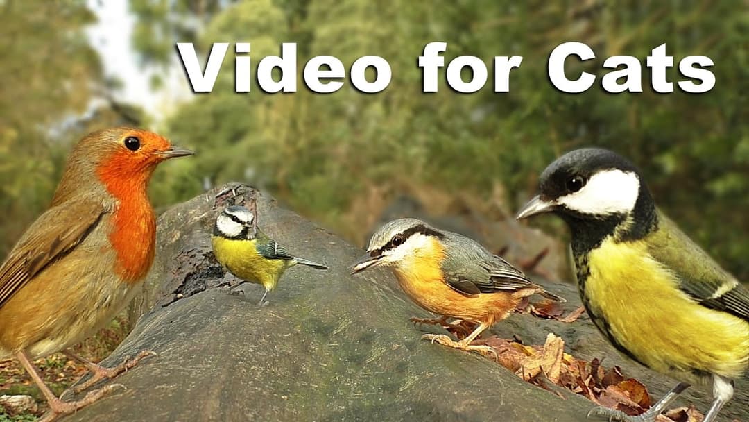Sounds for Cats To Listen To : Forest Birds and Bird Sounds 고양이를위한 비디오  조류  새