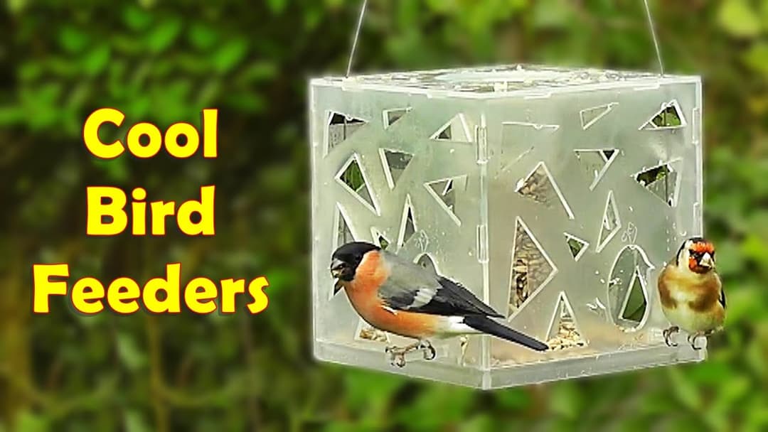 Videos for Cats to Watch : Birds on Cool Bird Feeders