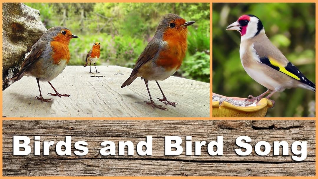 Movie for Cats : Birds Chirping and Singing Extravaganza