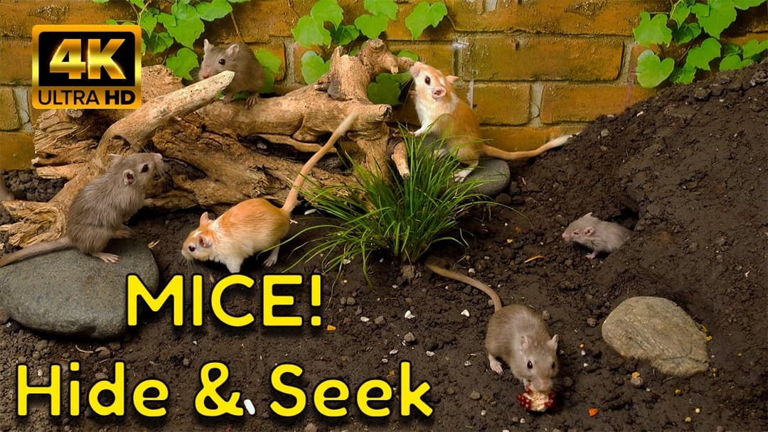 Hide & Seek Mice Across Three Worlds (Garden • Burrow • Cabin) | 4K for Cats | Catflix