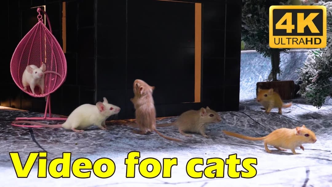 Cat TV: 3-Hour The Ultimate Mouse Adventure in Stunning 4K UHD | Catflix