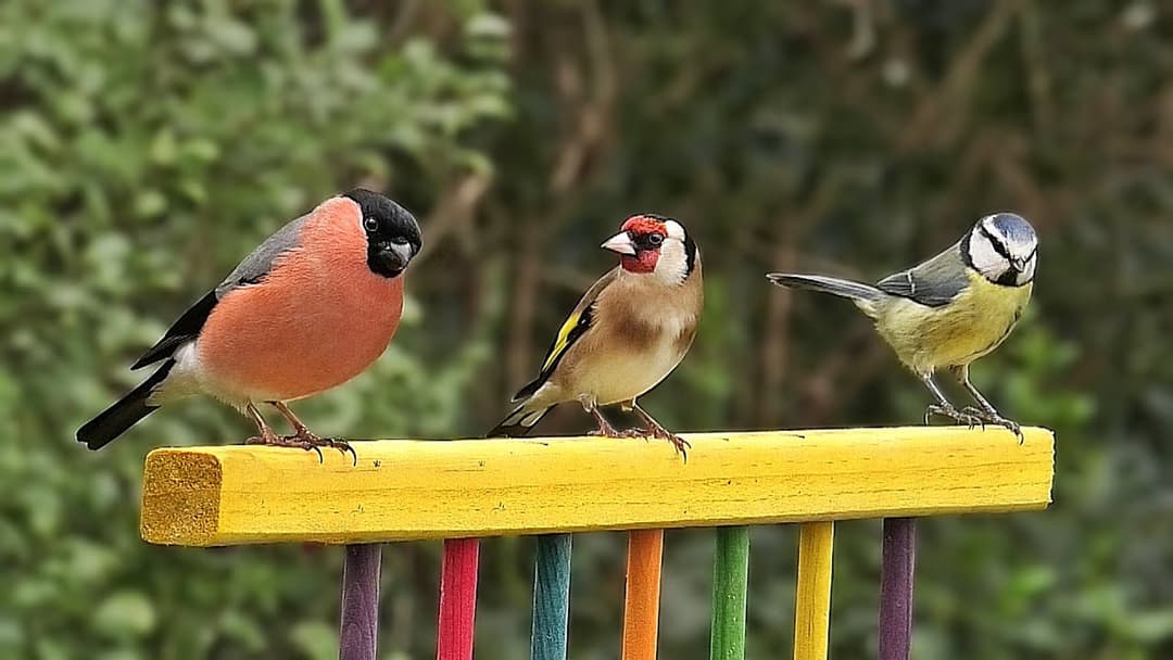 Birds on The Rainbow Perch ⭐ ONE HOUR ⭐
