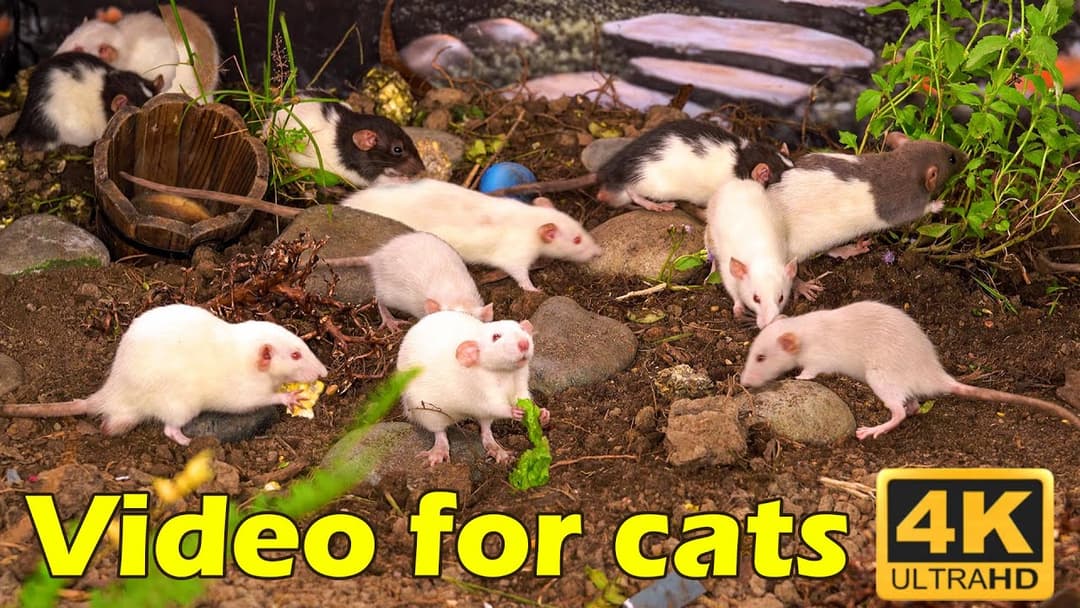 Cat TV: Mesmerizing Mouse Chase for Cats - 3 Hours of HD Entertainment | Catflix