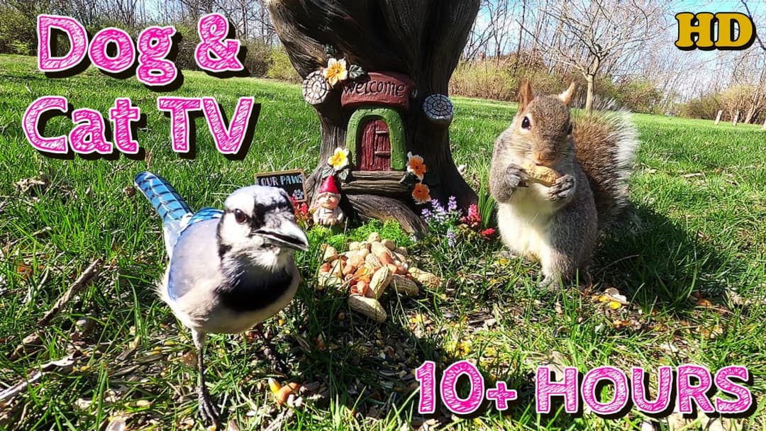 Dog & Cat TV  🐕🐈 📺 | Squirrels, Blue Jays, and more | Videos for Cats to watch | 10-Hours  😍