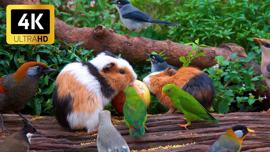 Ultimate Cat TV 😻 Summer Sun Shines as Birds & Squirrels Play Happily 🐦🐿️ Perfect for Cats 4K HDR