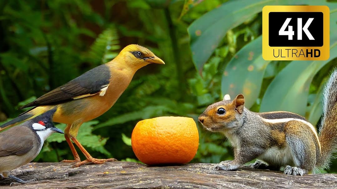 Cat TV for Cats to Watch 😸 Countless Little Birds & Squirrel Buddies Playing Around 🐦🐿️ 4K HDR 60FPS