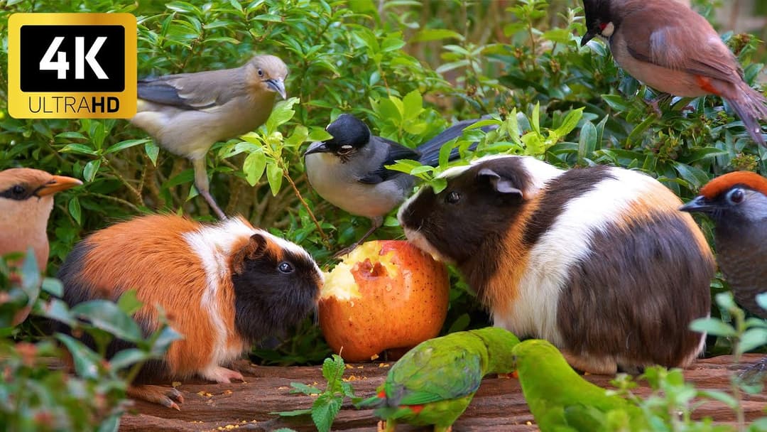 Peaceful Nature for Cats 😺  Birds & Guinea Pigs Gather for a Seed Buffet 🐹🐦 4K HDR