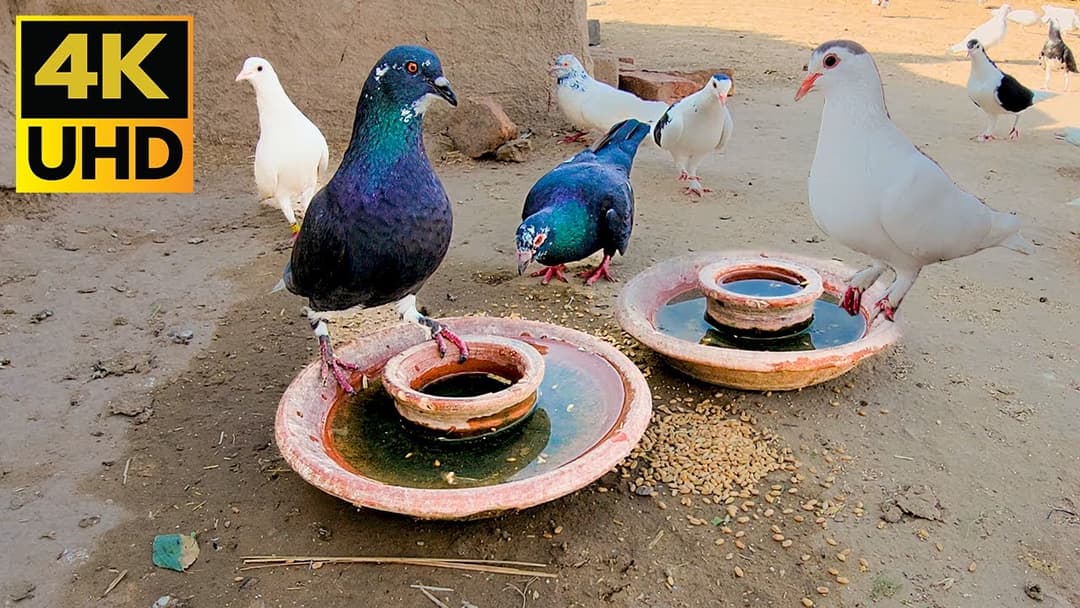Cat Tv For Cats To Watch Most Beautiful Pigeons - 10 Hours Cat Tv 4k UHD