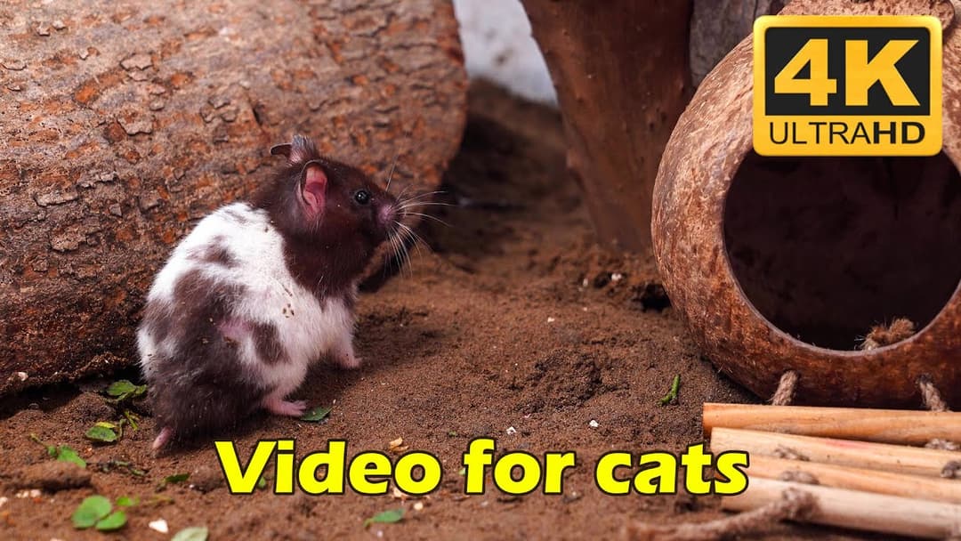 Cat TV: Adorable Tiny Mice Hide & Seek, Squeaking and Playing  - 10 Hours 4K HDR | Catflix