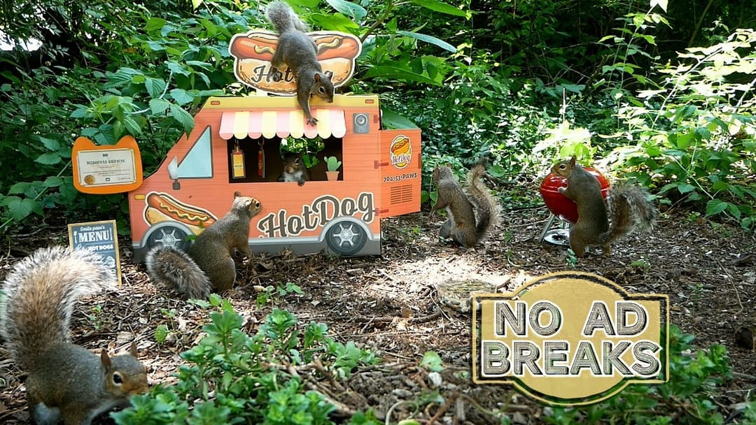 🐶😺Entertain Your Pets (TV for Dogs & Cats): Squirrels & Birds at Food Truck | Background Ambience