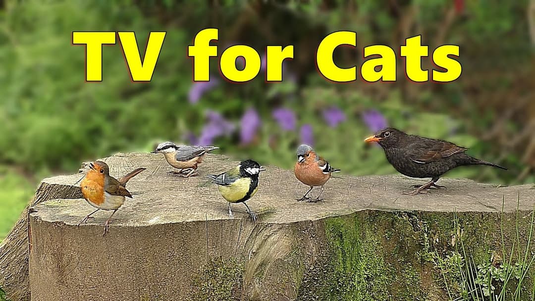 Cat TV ~ Birds at Bluebell Wood ⭐ 8 HOURS ⭐