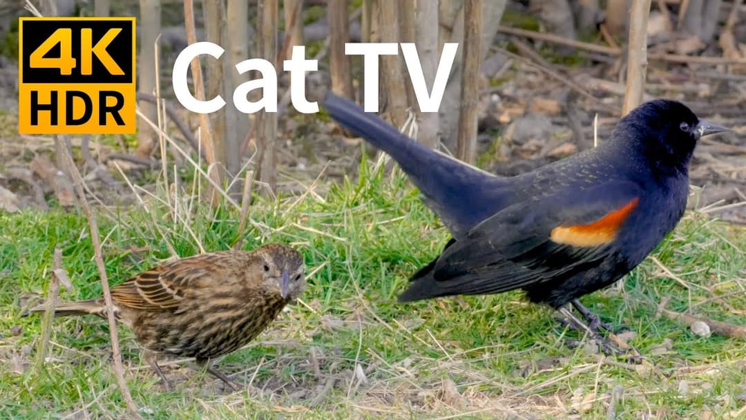 Cat TV 4K HDR: Birds by the Lake - 8 Hour Videos for Cats to Watch