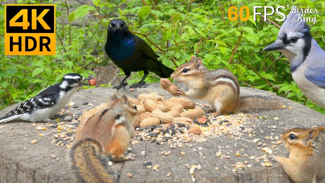 Cat TV for Cats to Watch 😺 Cute Chipmunks, Birds, Squirrels 🐿 Nature Fun 4K HDR Cat Games