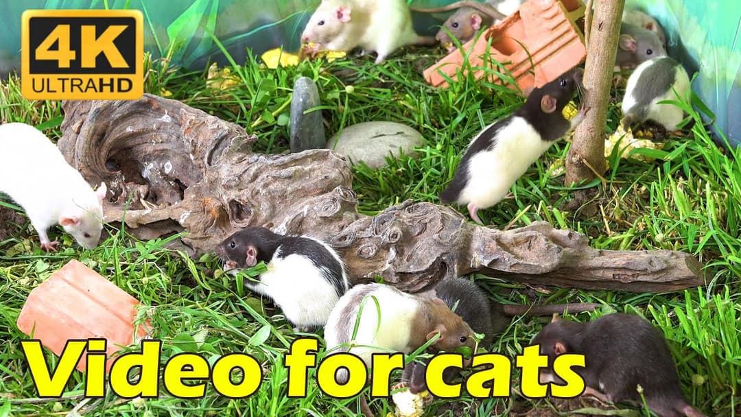 Catflix Exclusive: Endless Mice Adventures in 4K UHD - Hide & Seek for 3 Hours!