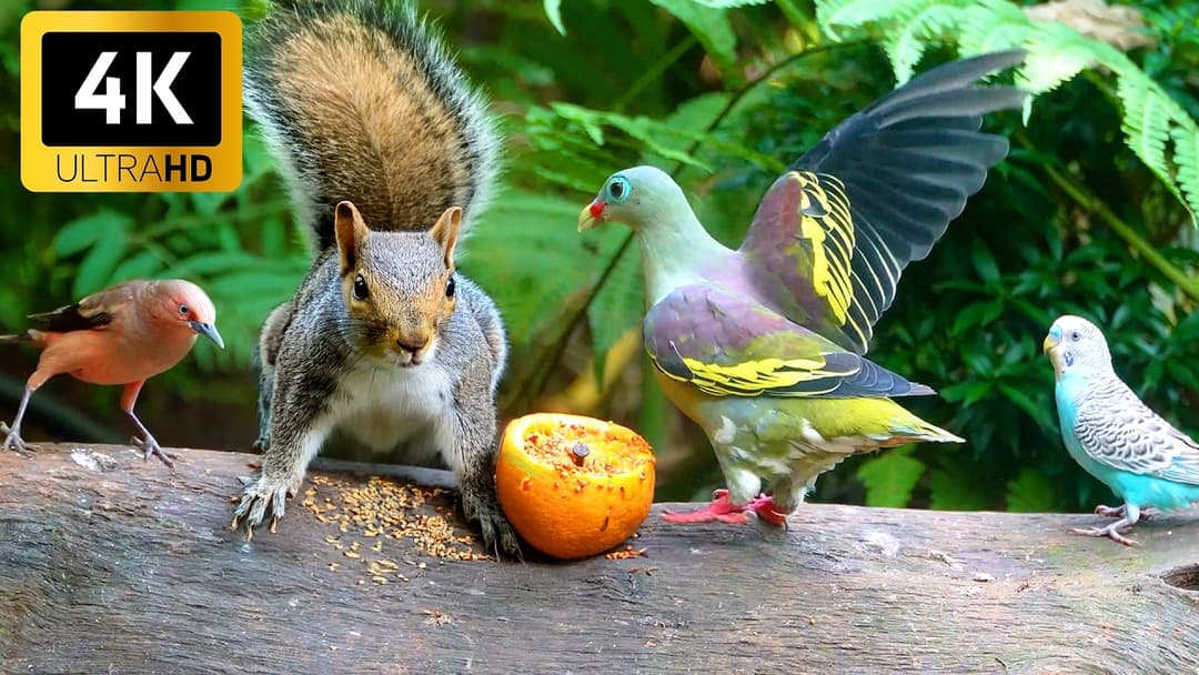 Cat TV for Cats to Watch 😺 Beautiful Birds Squirrels in the Wonder Garden 🐦🐿️ Birds Adventure 4K HDR