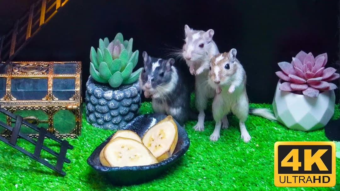 Cat TV Games for Cats to Watch Cute Mice Hide & Seek and Play on Screen 4k UHD 8 Hours | Catflix