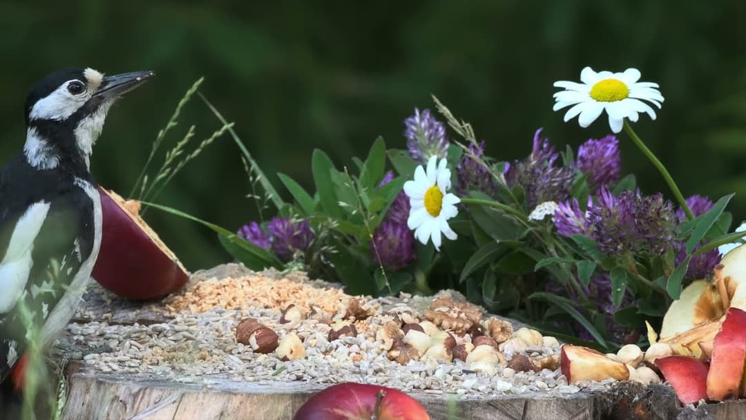 Cutest Red Squirrels and Their Bird Friend😽 TV for Cats and Dogs🐕 10 hrs 4K Real HDR