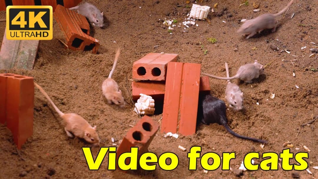 Cat TV: Nonstop Mice Chase for Cats - 3 Hours of Cat TV Bliss 🐾 | Catflix
