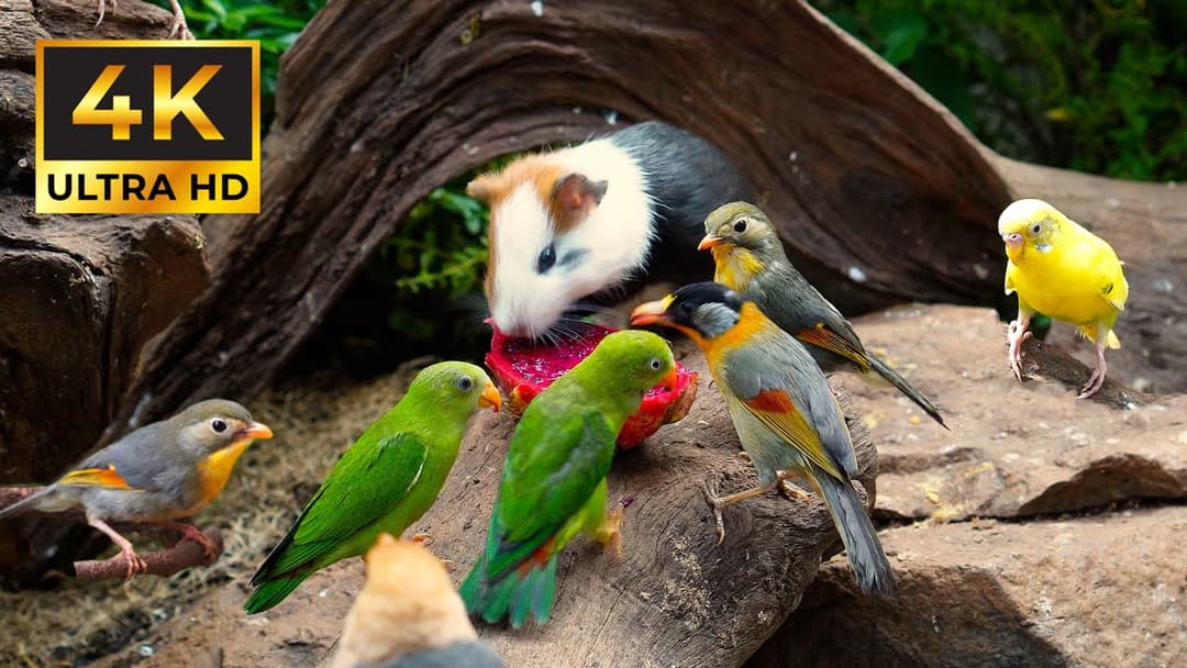 Feline Summer Joy 😺 Colorful Birds & Huge Mice Enjoy End-of-Summer Fare | 10 Hours Ad-Free 4K HDR